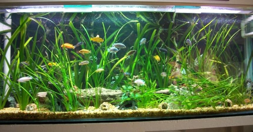 Rated #65: 180 Gallons Planted Tank - front view
