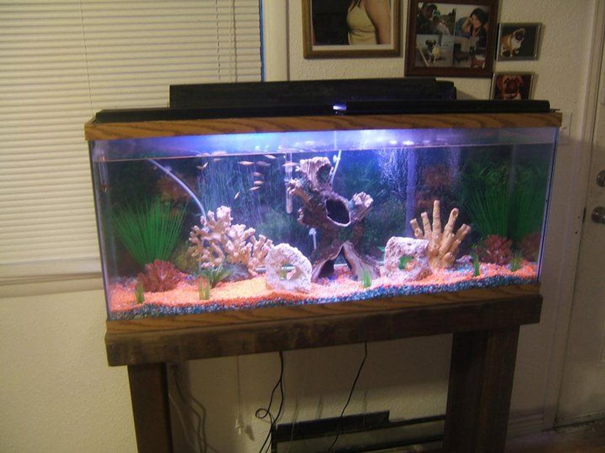 55 gallons freshwater fish tank (mostly fish and non-living decorations) - Living room tank