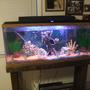 55 gallons freshwater fish tank (mostly fish and non-living decorations) - Living room tank
