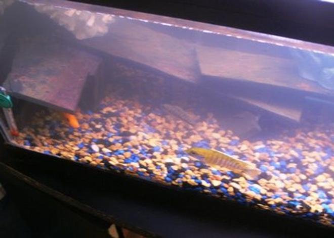 20 gallons freshwater fish tank (mostly fish and non-living decorations) - 20gal cichlid tank