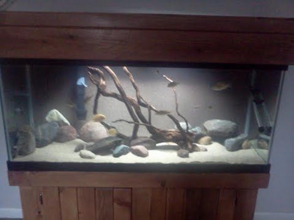 75 gallons freshwater fish tank (mostly fish and non-living decorations) - camera not that good .let me know what you think