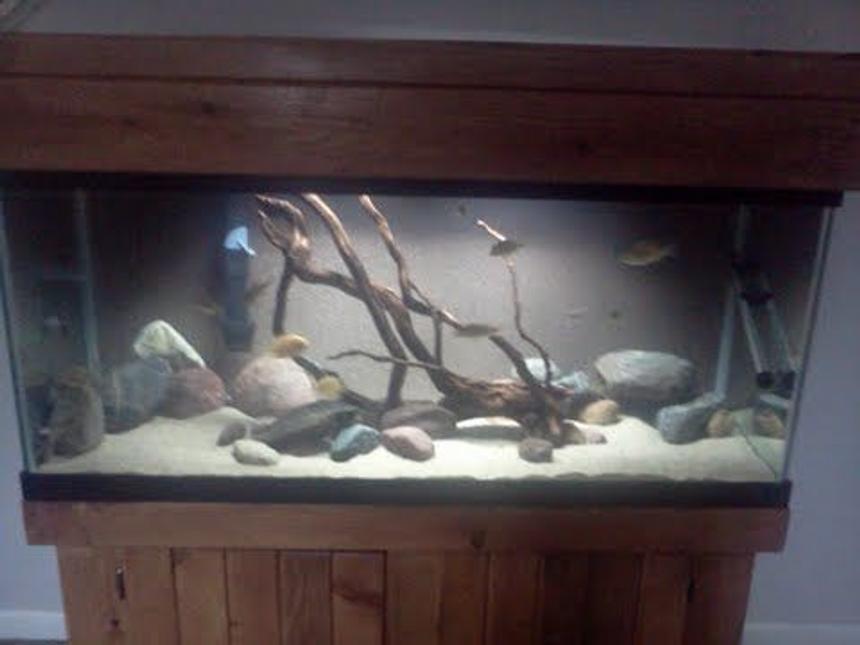 Rated #170: 75 Gallons Freshwater Fish Tank - camera not that good .let me know what you think