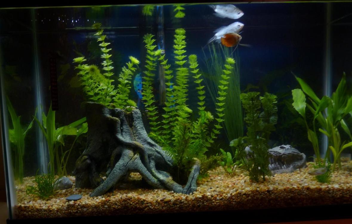 29 gallons planted tank (mostly live plants and fish) - The white fish was given to me and has since died :/ he was a pretty old guy