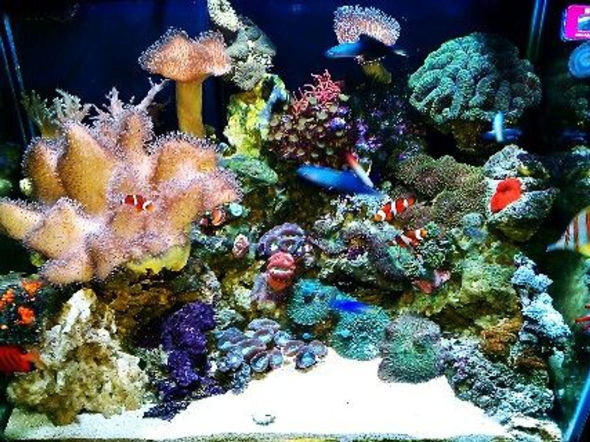 75 gallons reef tank (mostly live coral and fish) - My reef