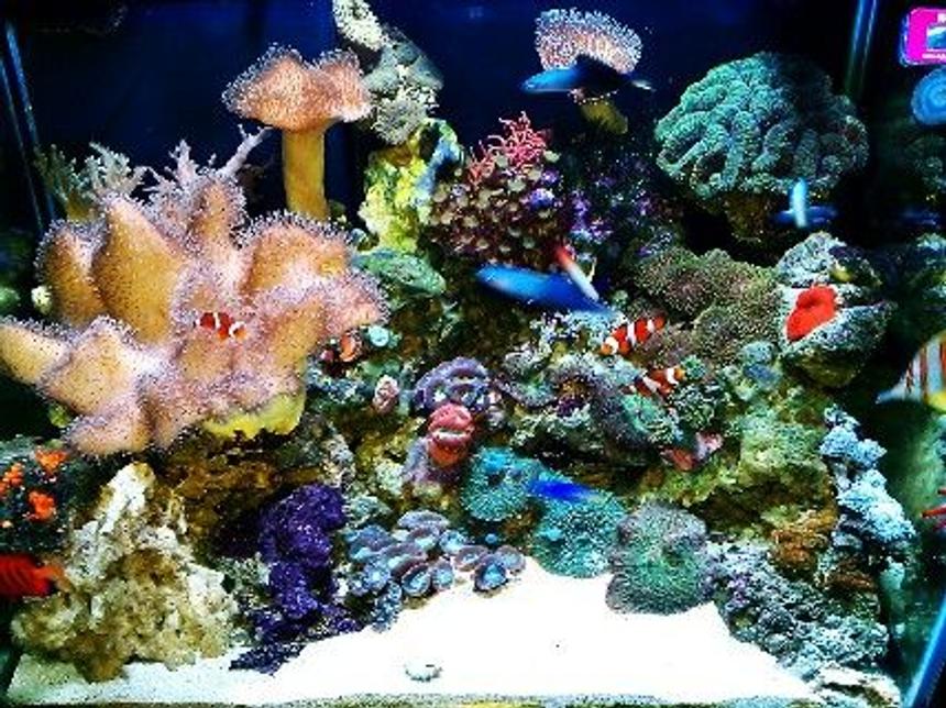 Rated #14: 75 Gallons Reef Tank - My reef