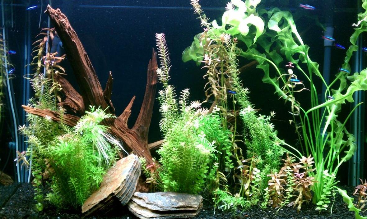 45 gallons planted tank (mostly live plants and fish) - 45 gallon all-natural planted tank with cardinal tetras.