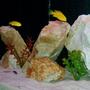 freshwater fish - labidochromis caeruleus - electric yellow cichlid - Yellow Lab Cichlids