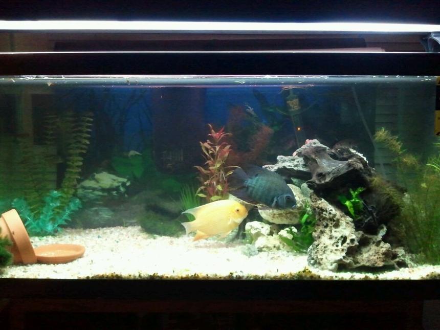 Rated #148: 40 Gallons Planted Tank - My breeding pair of severum the two major color mourphs.