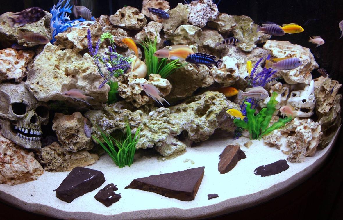 90 gallons freshwater fish tank (mostly fish and non-living decorations) - Our Front Room Malawi Aquarium