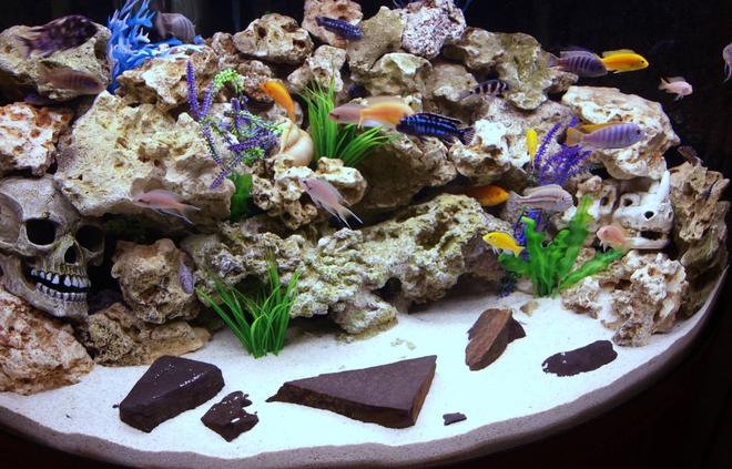 90 gallons freshwater fish tank (mostly fish and non-living decorations) - Our Front Room Malawi Aquarium