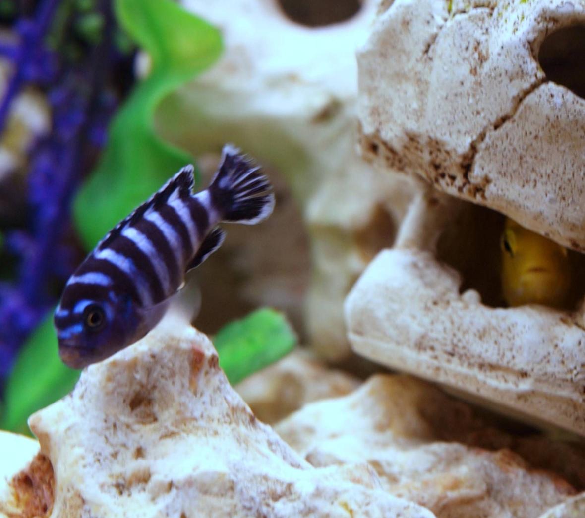 freshwater fish - pseudotropheus demasoni - demasoni cichlid stocking in 90 gallons tank - The best looking fresh water fish? Demasoni being admired by a hiding yellow lab. Demasoni are the best in my opinion