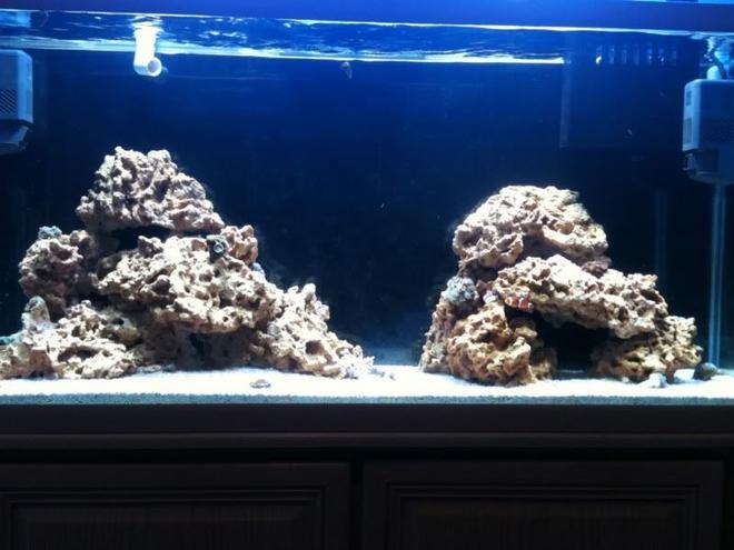 65 gallons reef tank (mostly live coral and fish) - tank