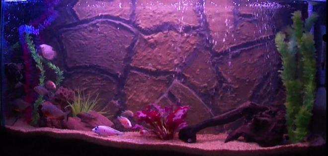 40 gallons freshwater fish tank (mostly fish and non-living decorations) - My fish Family House