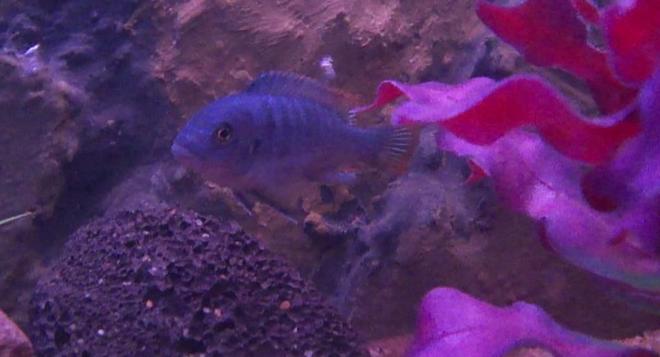 freshwater fish - maylandia greshakei - red top cobalt zebra stocking in 40 gallons tank - Ice Blue
