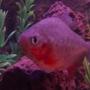freshwater fish - piaractus brachypomum - red belly pacu stocking in 40 gallons tank - Paku Piranah