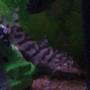 freshwater fish - botia lohachata - yoyo loach stocking in 40 gallons tank - Yo Yo Loach