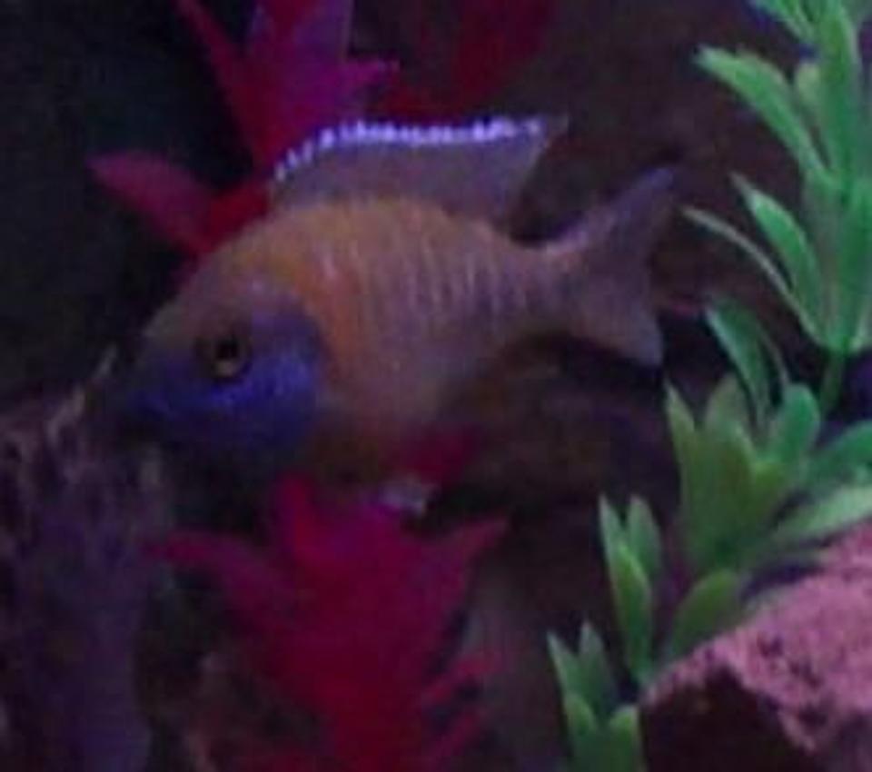 freshwater fish - aulonocara stuartgranti - peacock cichlid stocking in 40 gallons tank - Peacock Cichlid