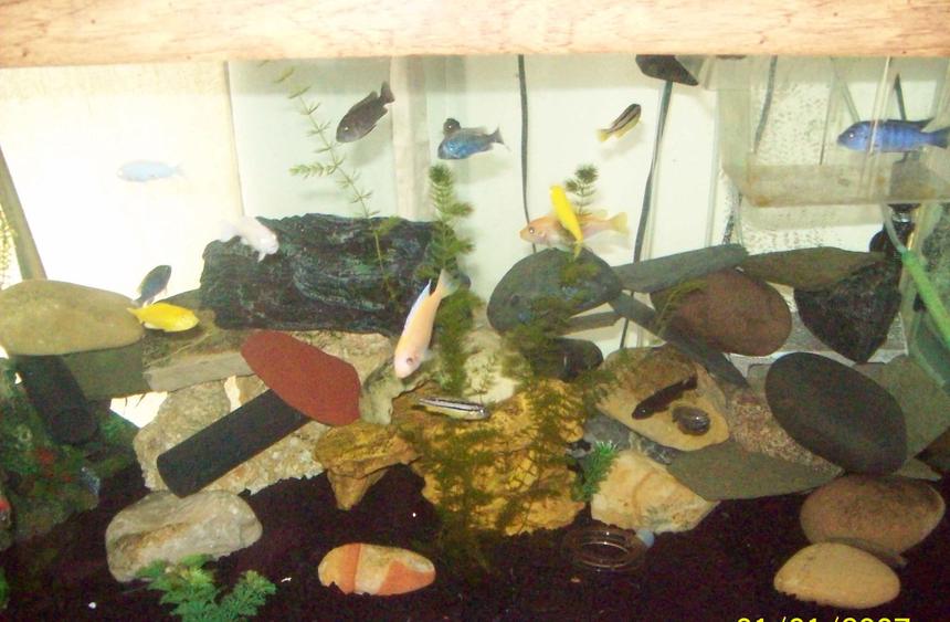 Rated #289: 55 Gallons Freshwater Fish Tank - 55 gallon african tank
