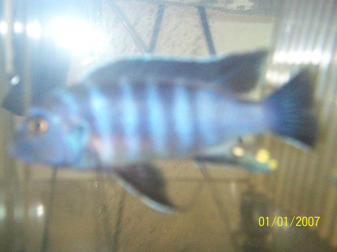 freshwater fish - labeotropheus fuelleborni - fuelleborni cichlid, marmalade stocking in 55 gallons tank - unkown plz help with type he is.. he is a very mean fish and wold like to know name as he is a nice fish