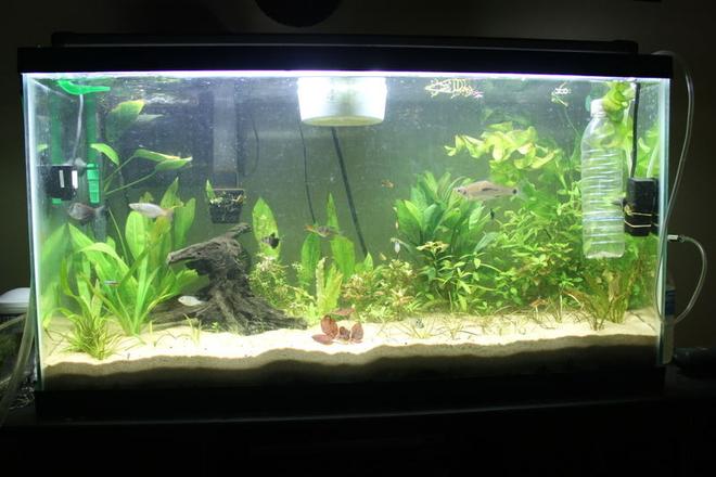 38 gallons planted tank (mostly live plants and fish) - the jungle