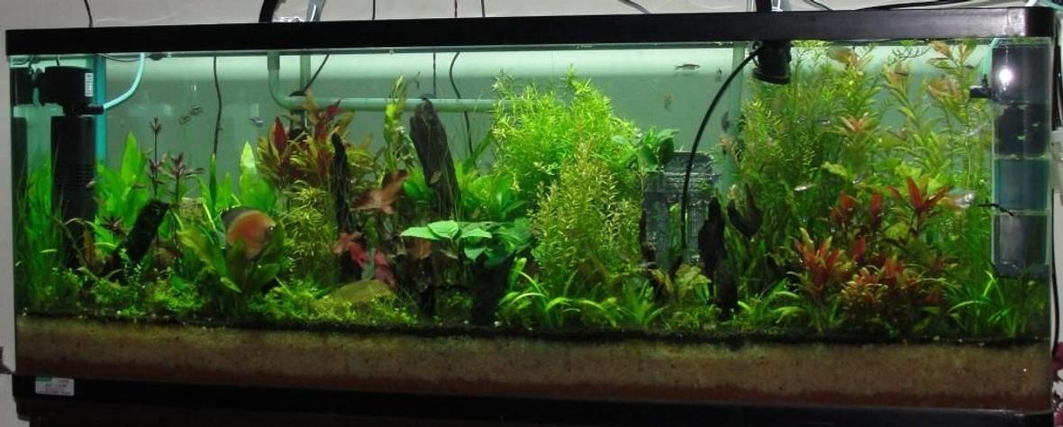 90 gallons planted tank (mostly live plants and fish) - aquarium.