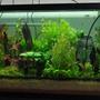 90 gallons planted tank (mostly live plants and fish) - aquarium.