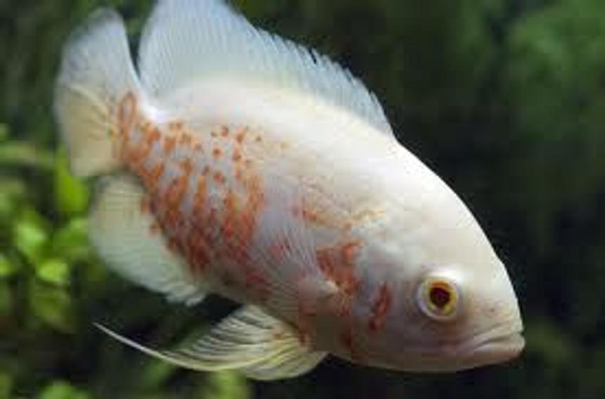 Rated #54: Freshwater Fish - Astronotus Ocellatus - Albino Oscar Stocking In 66 Gallons Tank - Albino Oscar