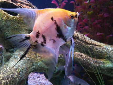 freshwater fish - pterophyllum sp. - koi angel stocking in 55 gallons tank - Koi AngelFish - 5 Months Old