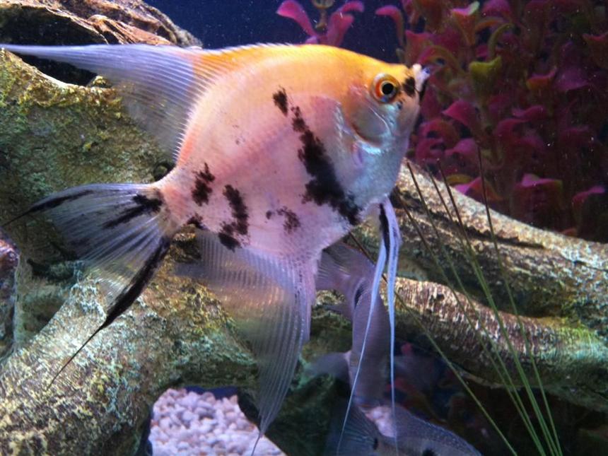 Rated #19: Freshwater Fish - Pterophyllum Sp. - Koi Angel Stocking In 55 Gallons Tank - Koi AngelFish - 5 Months Old