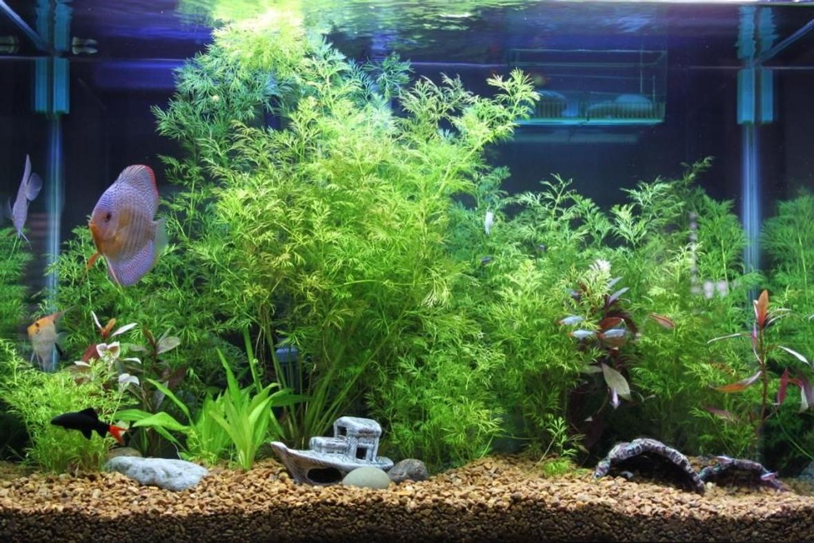 fish tank picture - Updated Pic. Please vote and let me know what you think and recommendations.