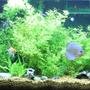 65 gallons planted tank (mostly live plants and fish) - Main Pic. Please vote and let me know what you think and recommendations.