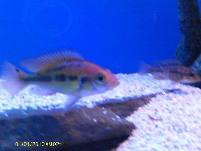 freshwater fish - haplochromis sp. - ruby green stocking in 55 gallons tank - ruby green