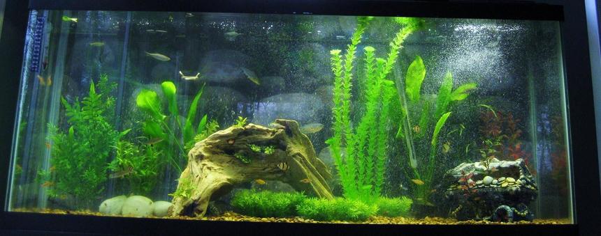 Rated #137: 70 Gallons Freshwater Fish Tank - my awesome project