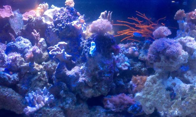 180 gallons reef tank (mostly live coral and fish) - my reef
