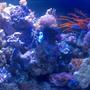 180 gallons reef tank (mostly live coral and fish) - my reef