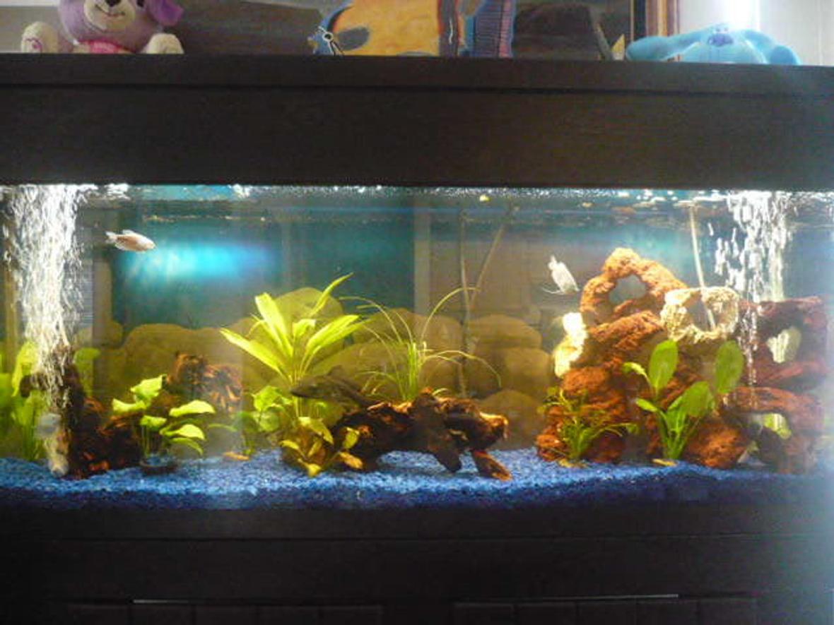 55 gallons planted tank (mostly live plants and fish) - 55 gallon, aqueon 55 fitration,Nova etreme t5, Fish; pleco, 3 opaline gourami, 2 clown louch, and pictus catfish and live plants,dont know what are they ( I forgot)