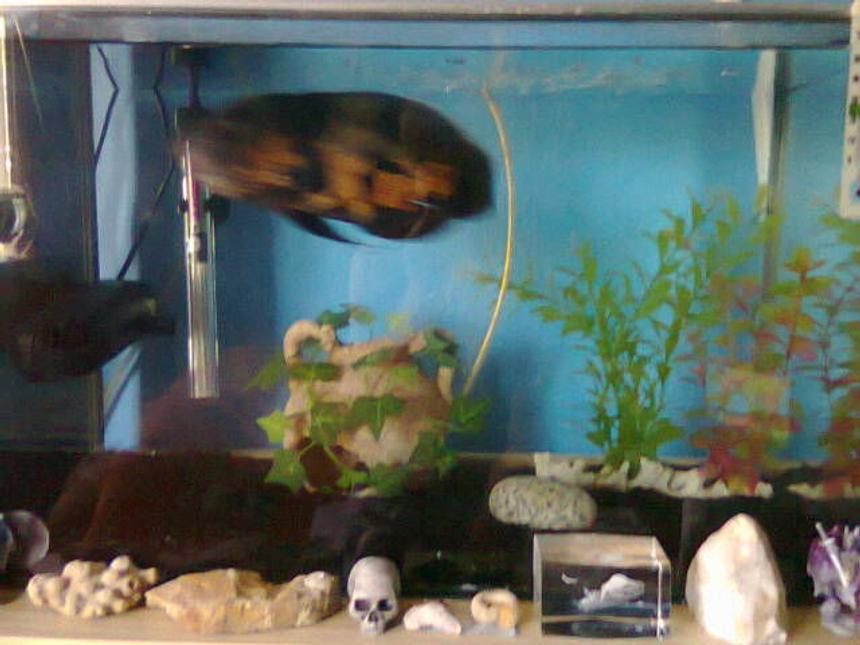Rated #303: Freshwater Fish Tank - My Oscar tank with new gravel.