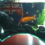 freshwater fish - carassius auratus - sarasa comet - My Aussie Pride Tank with Comets and some kinda Barb...