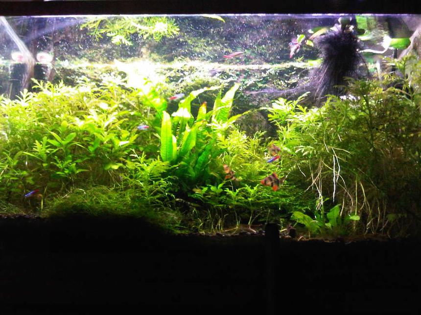 Rated #45: 29 Gallons Planted Tank - my tank