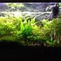 29 gallons planted tank (mostly live plants and fish) - my tank