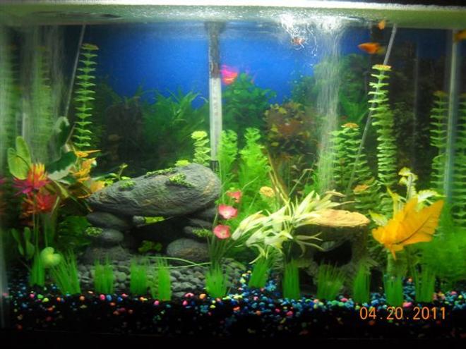 37 gallons freshwater fish tank (mostly fish and non-living decorations) - 37 GALLON MARINELAND
LED LIGHTS
200W HEATER
WHISPER 40 PUMP
PENGUIN 200 FILTER