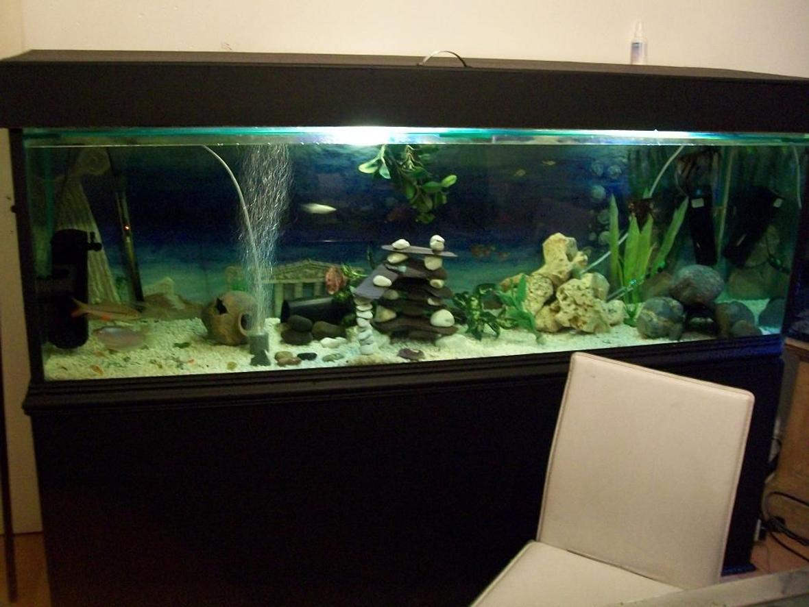 180 gallons freshwater fish tank (mostly fish and non-living decorations) - my tank so far