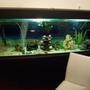 180 gallons freshwater fish tank (mostly fish and non-living decorations) - my tank so far