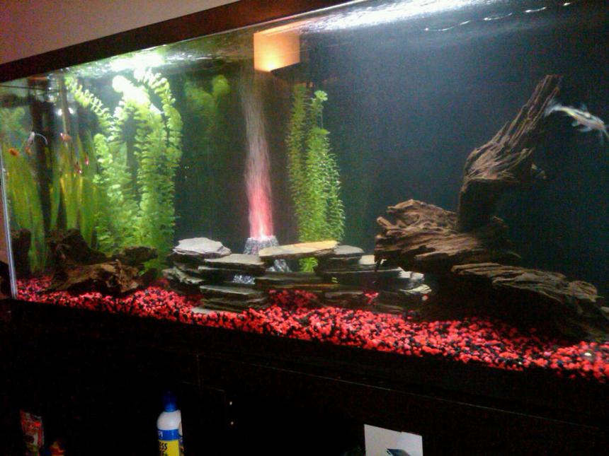 Rated #160: 55 Gallons Freshwater Fish Tank - Mixed community tank.