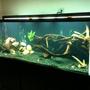 fish tank picture - Side View