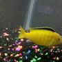 freshwater fish - labidochromis caeruleus - electric yellow cichlid stocking in 55 gallons tank - Electric Yellow Ciclid
