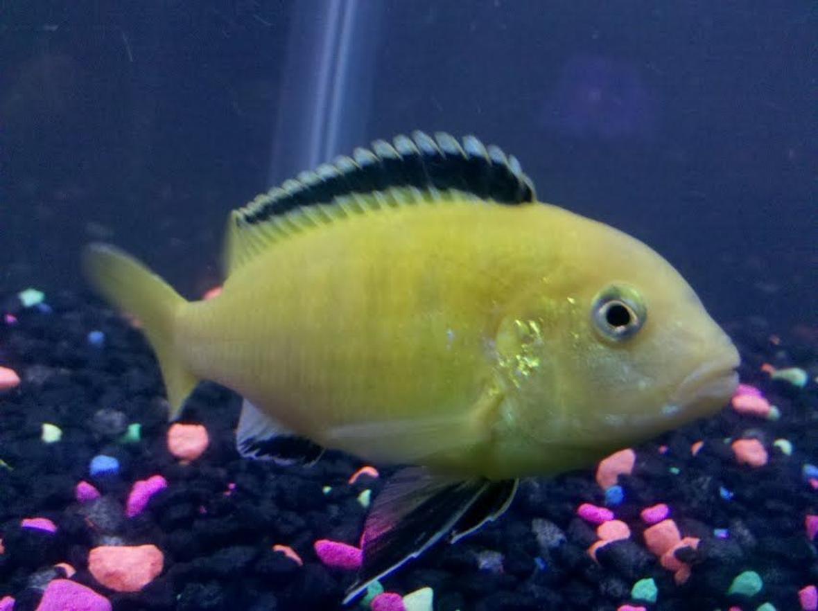 freshwater fish - labidochromis caeruleus - electric yellow cichlid stocking in 55 gallons tank - Again