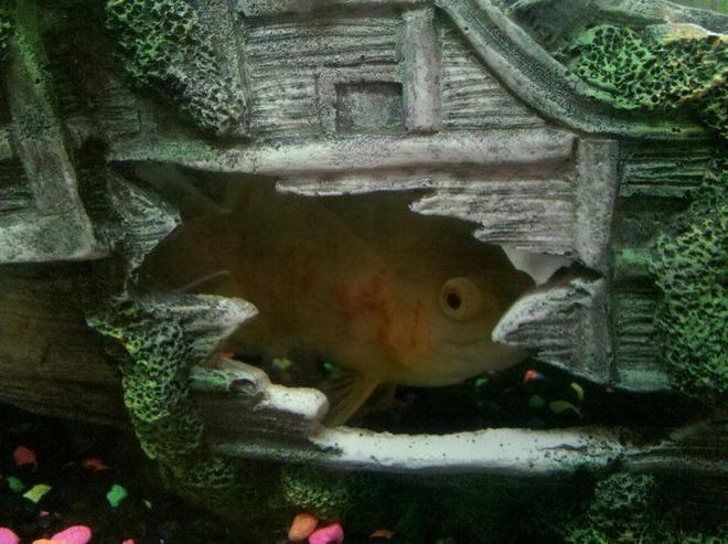 freshwater fish - astronotus ocellatus - albino oscar stocking in 55 gallons tank - Albino Oscar peaking out the ship  hole