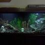 fish tank picture - They like the tank at night