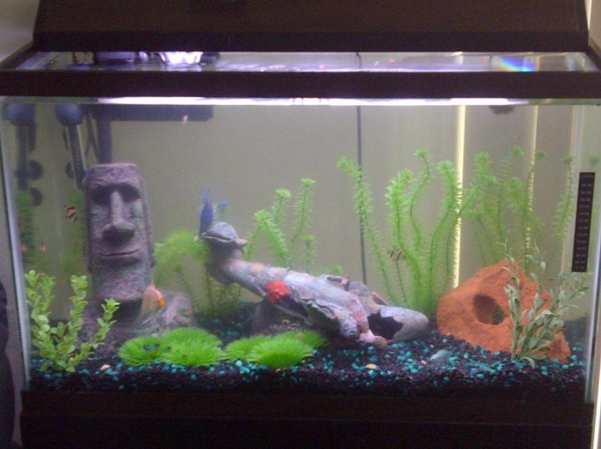 Rated #284: 30 Gallons Freshwater Fish Tank - 2011 My 29 gallon First Fish Tank